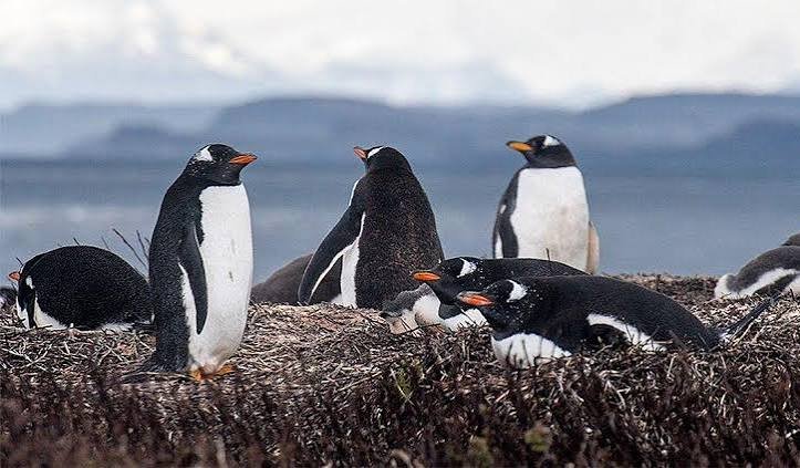 Cómo es la nueva especie de pingüino que fue descubierta en 2026 y acaba de ser oficialmente pronunciada científicamente