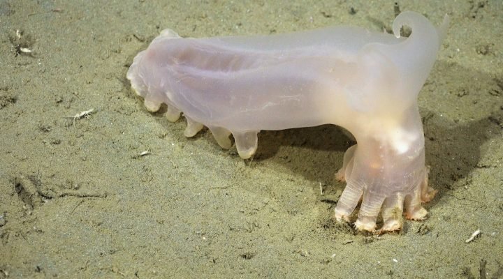 57 nuevas especies descubiertas en el cañón submarino Mar del Plata: un viaje a las profundidades del Atlántico Sur
