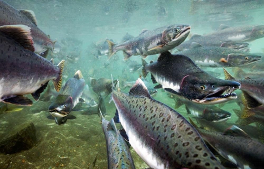 Los peligros de la cría industrial del salmón en el extremo sur de Chile: para la salud humana, la biodiversidad y el turismo
